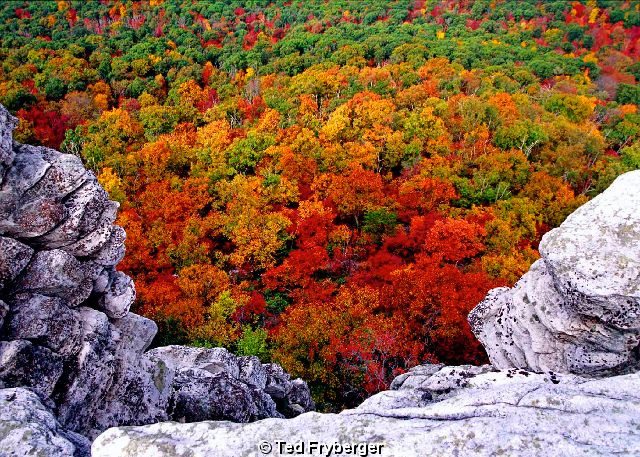 Rocks Trees-02 Print 01.jpg